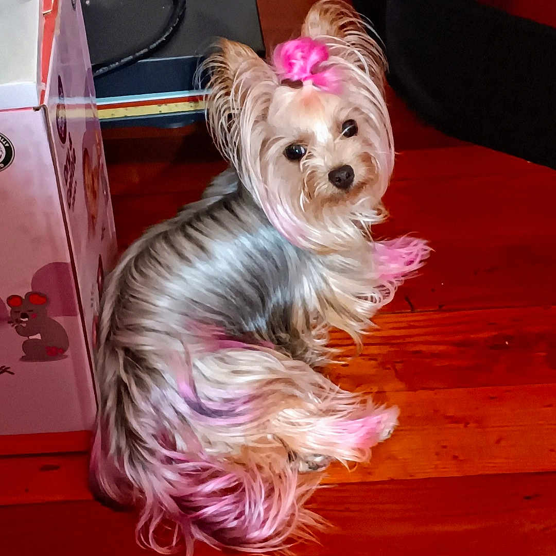 Sophie is registered to the contest to win money with this photo: animal, box, companion, curious_expression, cute, dog, domestic, ears, fur_color, indoor, looking_back, mouse_illustration, pet, pink_dye, silky_fur, sitting, small_dog, tail, top_knot, wooden_floor