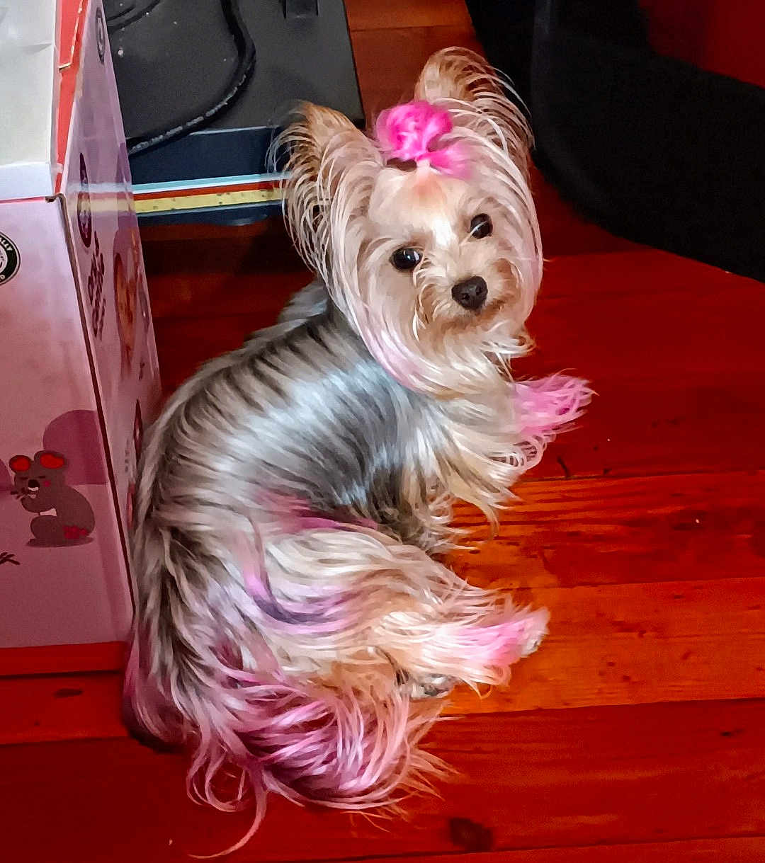 Sophie is registered to the contest to win money with this photo: dog, small_dog, silky_fur, pink_dye, top_knot, tail, ears, wooden_floor, box, mouse_illustration, pet, indoor, curious_expression, sitting, looking_back, fur_color, animal, companion, cute, domestic