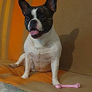 Aïka participe au concours pour gagner de l'argent avec cette photo : dog, french_bulldog, pet, animal, tongue_out, couch, blanket, toy, indoor, brown, orange, beige, happy, sitting, cute, companion, domestic, fur, ears, snout