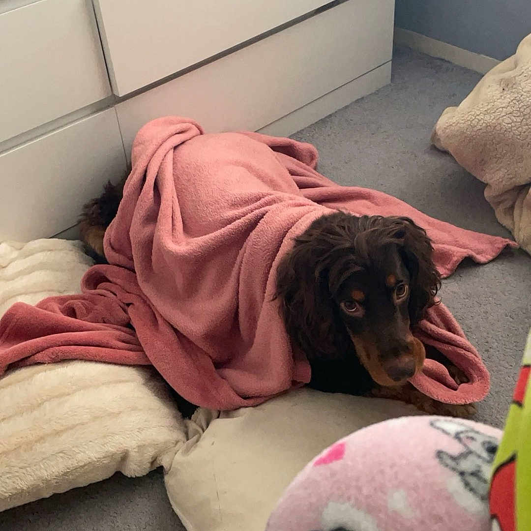 Bobbyjo is registered to the contest to win money with this photo: animal, blanket, brown_dog, carpet, comfort, cozy, curious, cute, dog, drawer, fur, furniture, indoors, lying_down, pajamas, pet, pillow, pink, resting, soft_texture
