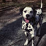 Tya a rejoint le concours — aidez-le/la à gagner de superbes lots ! dog, dalmatian, spotted_dog, animal, pet, outdoor, forest, trees, gravel, path, portrait, closeup, happy, tongue_out, collar, standing, shadow, sunlight, nature, paw