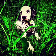 Tya a rejoint le concours — aidez-le/la à gagner de superbes lots ! dog, puppy, dalmatian, grass, outdoor, nature, green, plants, leaf, portrait, animal, young, eye, snout, spots, cute, fur, playful, sitting, ground