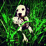dog, puppy, dalmatian, grass, outdoor, nature, green, plants, leaf, portrait, animal, young, eye, snout, spots, cute, fur, playful, sitting, ground