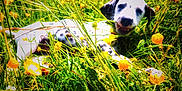 Tya participe au concours pour gagner de l'argent avec cette photo : buttercups, candid, close_up, dalmatian, dog, grass, green, happy, lying_down, meadow, nature, outdoor, playful, portrait, puppy, spotted_fur, summertime, sunshine, wildflowers, yellow_flowers