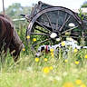animal, blurred, dalmatian, dog, farm, fence, field, grass, greenery, meadow, nature, outdoor, pastoral, pet, pony, rural, summer, wagon_wheel, wildflowers, wooden_wheel