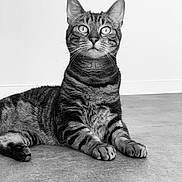 Bandy participe au concours pour gagner de l'argent avec cette photo : abyssinian, animal, art, cat, drawing, egyptiancat, electronics, face, hardwood, head, kitten, manx, person, pet, photography, portrait, snout, wood