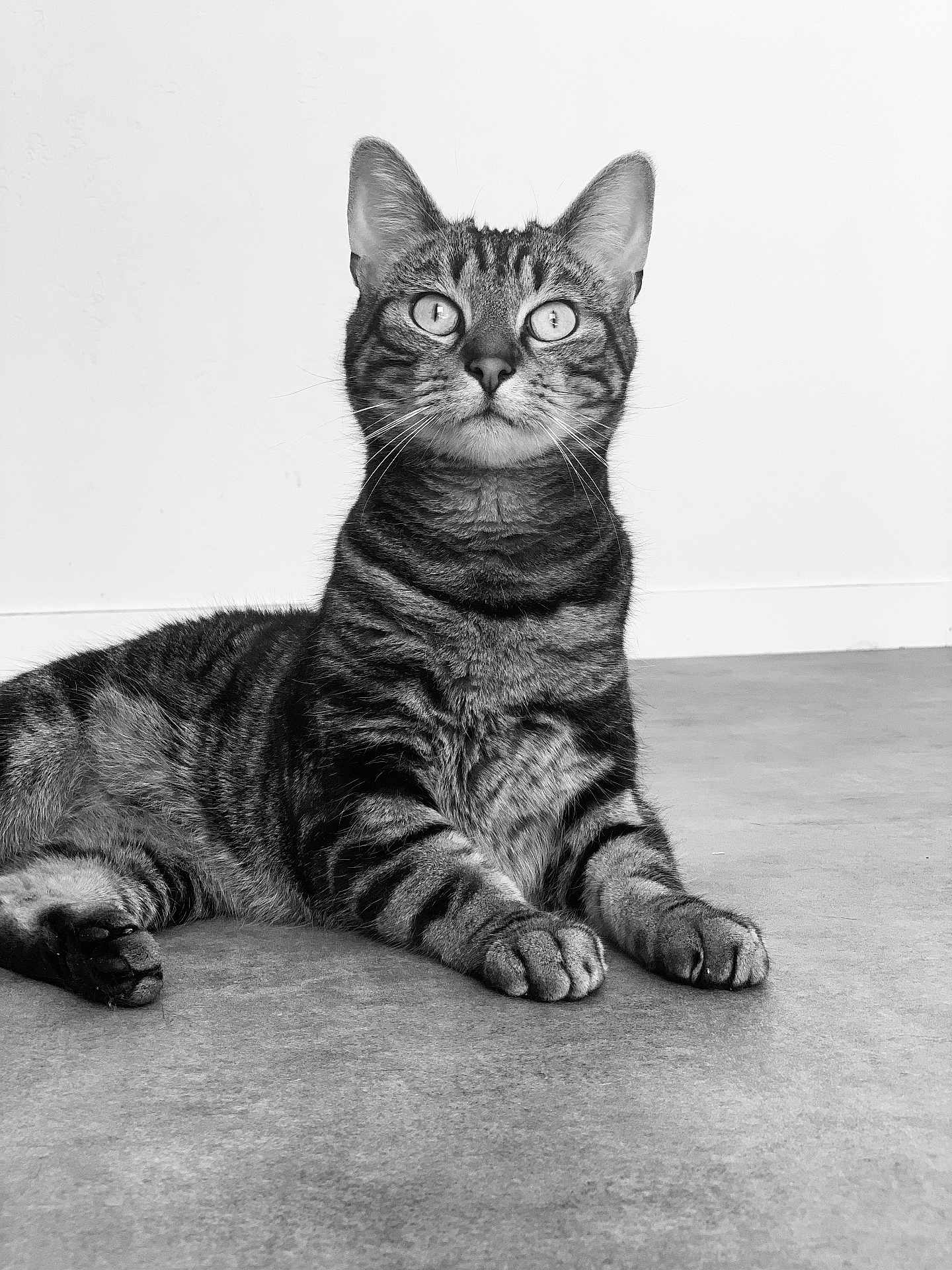 Bandy participe au concours pour gagner de l'argent avec cette photo : abyssinian, animal, art, cat, drawing, egyptiancat, electronics, face, hardwood, head, kitten, manx, person, pet, photography, portrait, snout, wood