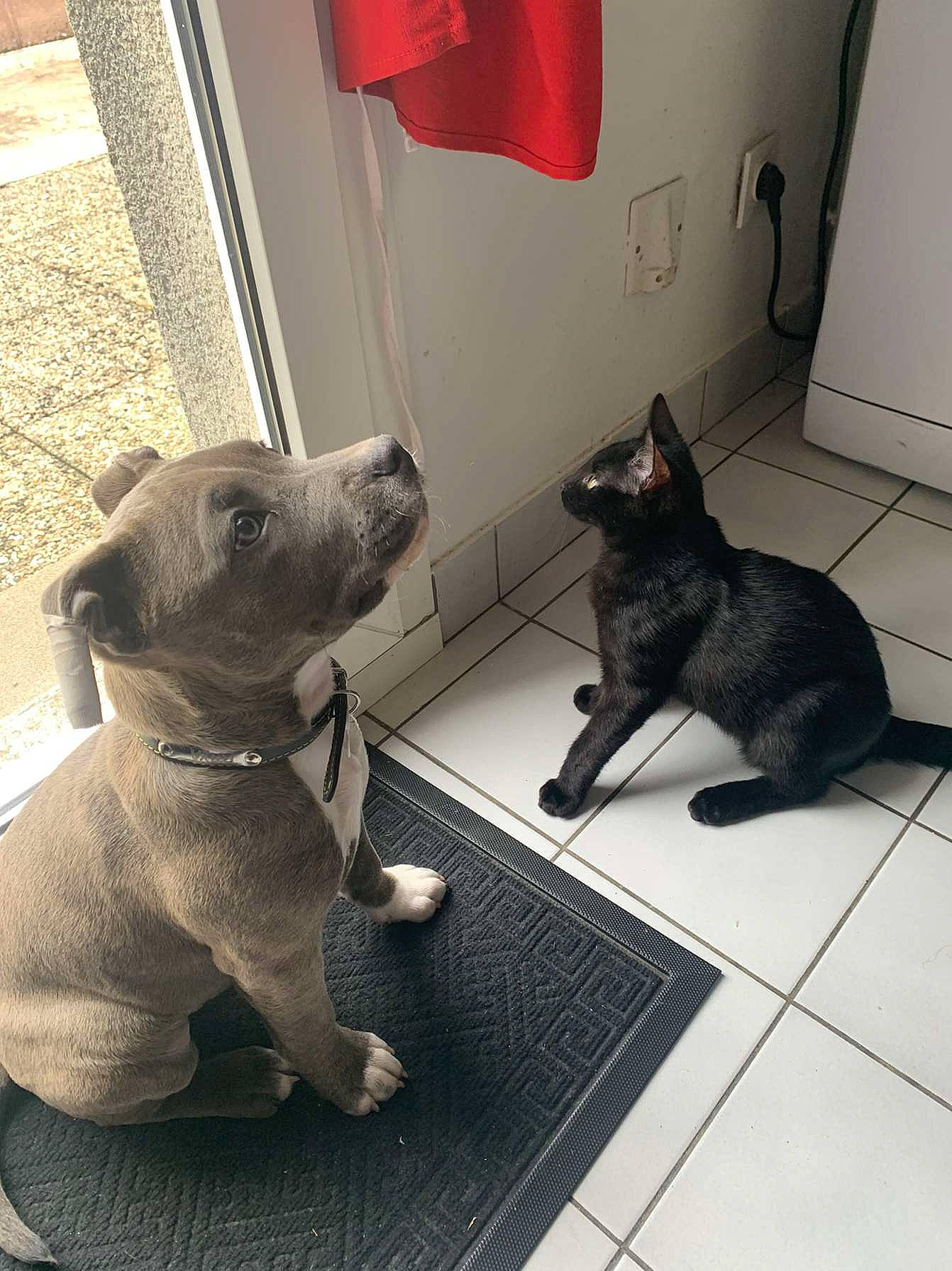 Raya a rejoint le concours — aidez-le/la à gagner de superbes lots ! carnivore, cat, collar, comfort, companion_dog, dog, dog_breed, dog_collar, felidae, flooring, grey, mammal, pet_supply, small_to_medium_sized_cats, snout, sporting_group, tail, vertebrate, whiskers, working_animal