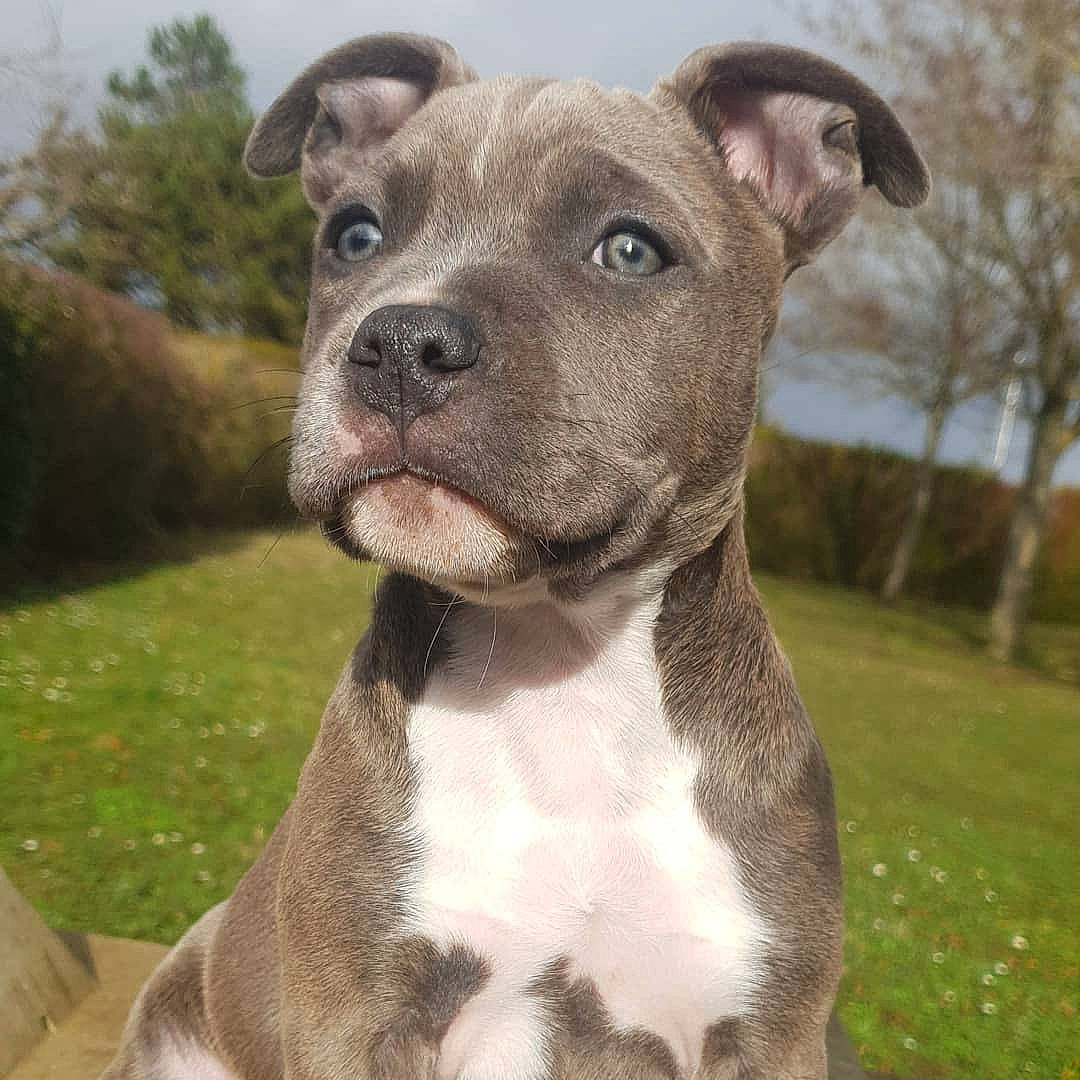 Raya participe au concours pour gagner de l'argent avec cette photo : carnivore, collar, companion_dog, dog, dog_breed, dog_collar, fawn, grass, jaw, liver, non_sporting_group, photography, plant, sky, snout, sporting_group, terrestrial_animal, tree, whiskers, working_animal