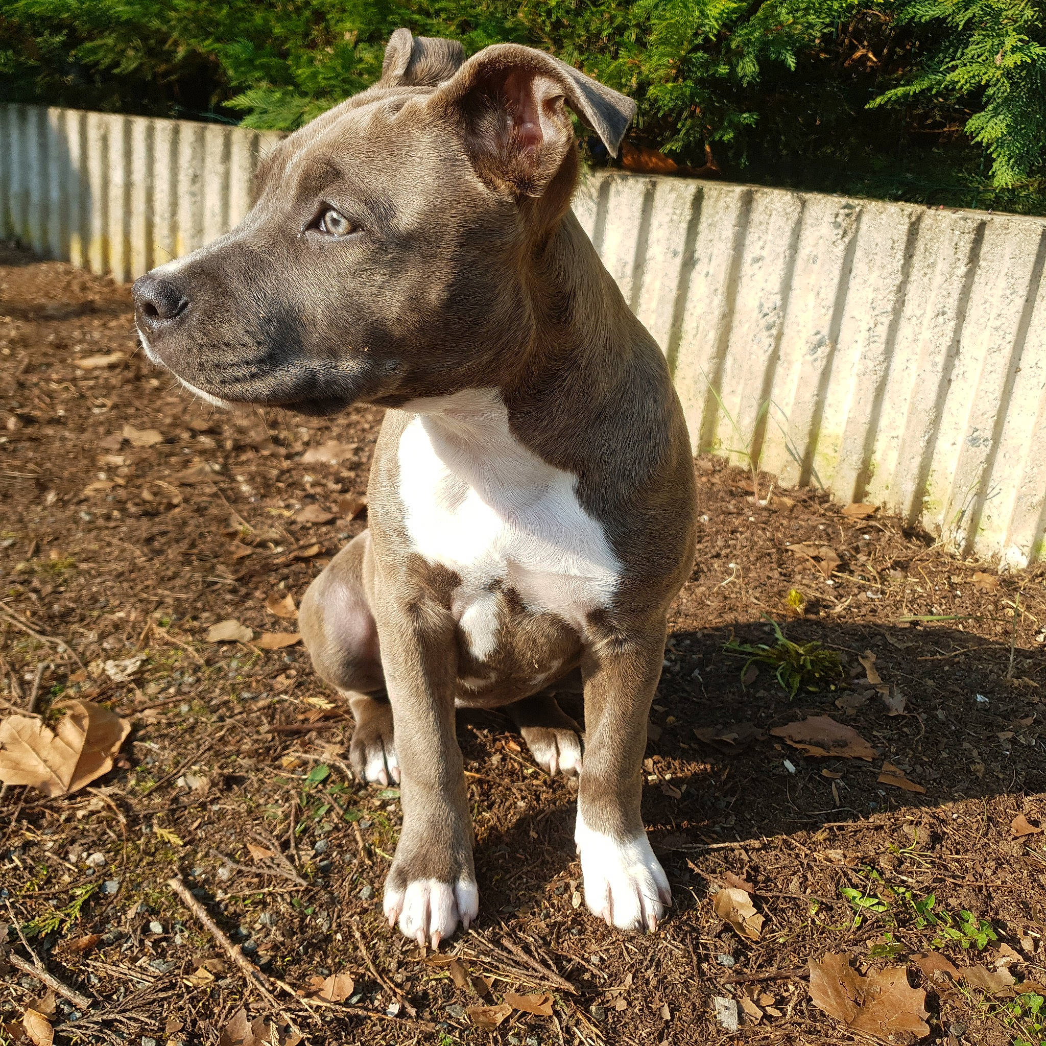 Raya a rejoint le concours — aidez-le/la à gagner de superbes lots ! canidae, carnivore, collar, companion_dog, dog, dog_breed, dog_collar, fawn, fence, grass, home_fencing, non_sporting_group, plant, snout, soil, sporting_group, tail, terrestrial_animal, whiskers, working_animal