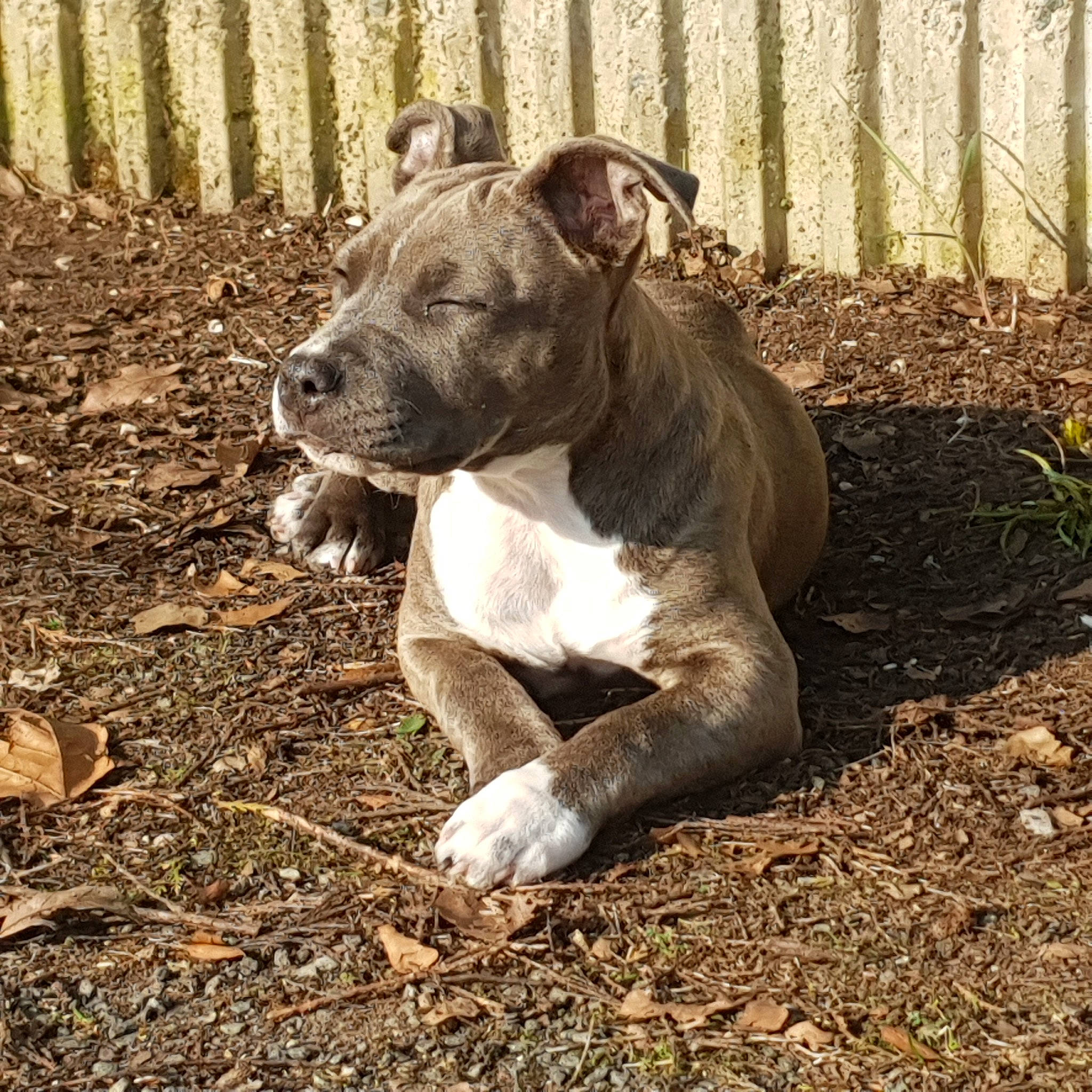 Raya participe au concours pour gagner de l'argent avec cette photo : ancient_dog_breeds, canidae, carnivore, companion_dog, dog, dog_breed, fawn, fence, grass, home_fencing, molosser, non_sporting_group, picket_fence, soil, tail, terrestrial_animal, whiskers, wire_fencing, working_animal, working_dog