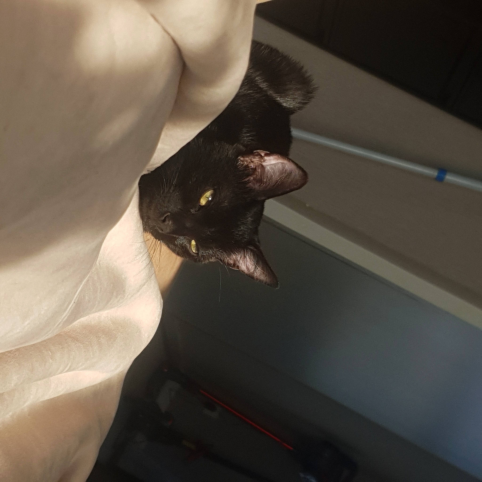 Roby participe au concours pour gagner de l'argent avec cette photo : abdomen, carnivore, cat, comfort, dress, elbow, felidae, formal_wear, gesture, human_body, human_leg, jaw, leg, nail, small_to_medium_sized_cats, thigh, trunk, waist, whiskers, wrist