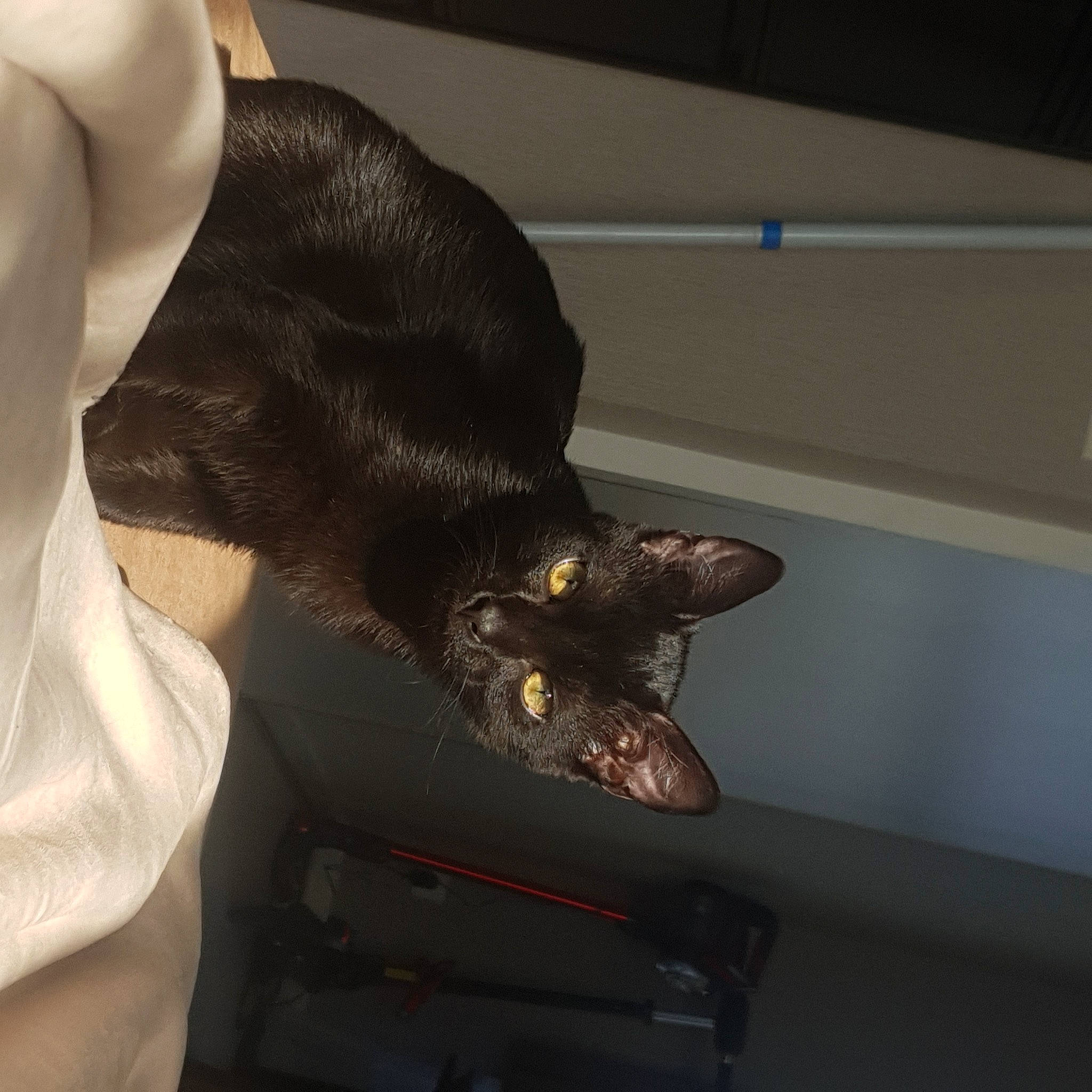 Roby a rejoint le concours — aidez-le/la à gagner de superbes lots ! carnivore, cat, comfort, dress, elbow, fashion_accessory, felidae, formal_wear, gesture, hand, head, human_body, human_leg, jaw, nail, small_to_medium_sized_cats, sunglasses, waist, whiskers, wrist