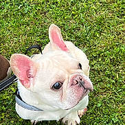 Kevin is registered to the contest to win money with this photo: dog, french_bulldog, white_dog, pet, animal, grass, outdoor, leash, harness, ears, cute, sitting, canine, close_up, nature, mammal, companion, paw, snout, alert