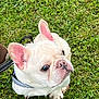 dog, french_bulldog, white_dog, pet, animal, grass, outdoor, leash, harness, ears, cute, sitting, canine, close_up, nature, mammal, companion, paw, snout, alert