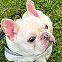Jonathan joined the competition — help win amazing prizes! dog, french_bulldog, white_dog, pet, animal, grass, outdoor, close_up, leash, harness, cute, ears, snout, paw, canine, companion, nature, daylight, playful, curious