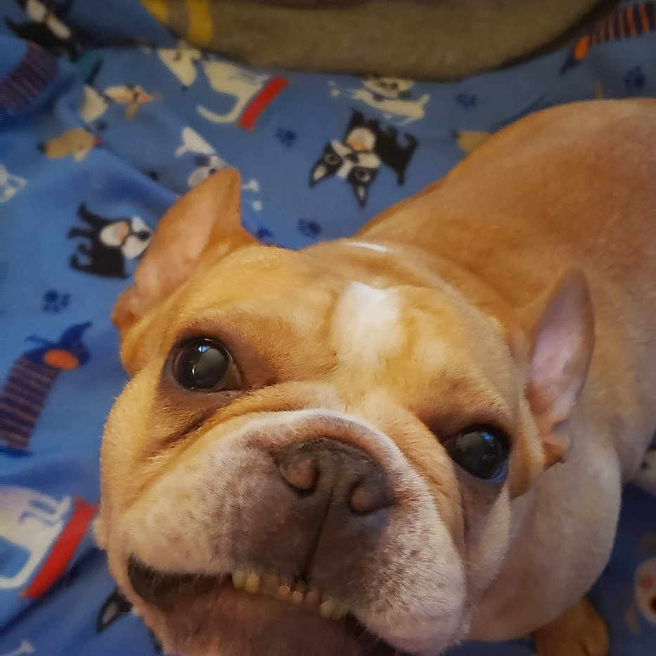 Jonathan is registered to the contest to win money with this photo: animal, blanket, blue_blanket, canine, close_up, companion, cute, dog, domestic_animal, ears, expression, face, french_bulldog, fur, indoors, looking_up, nose, pet, smiling, teeth