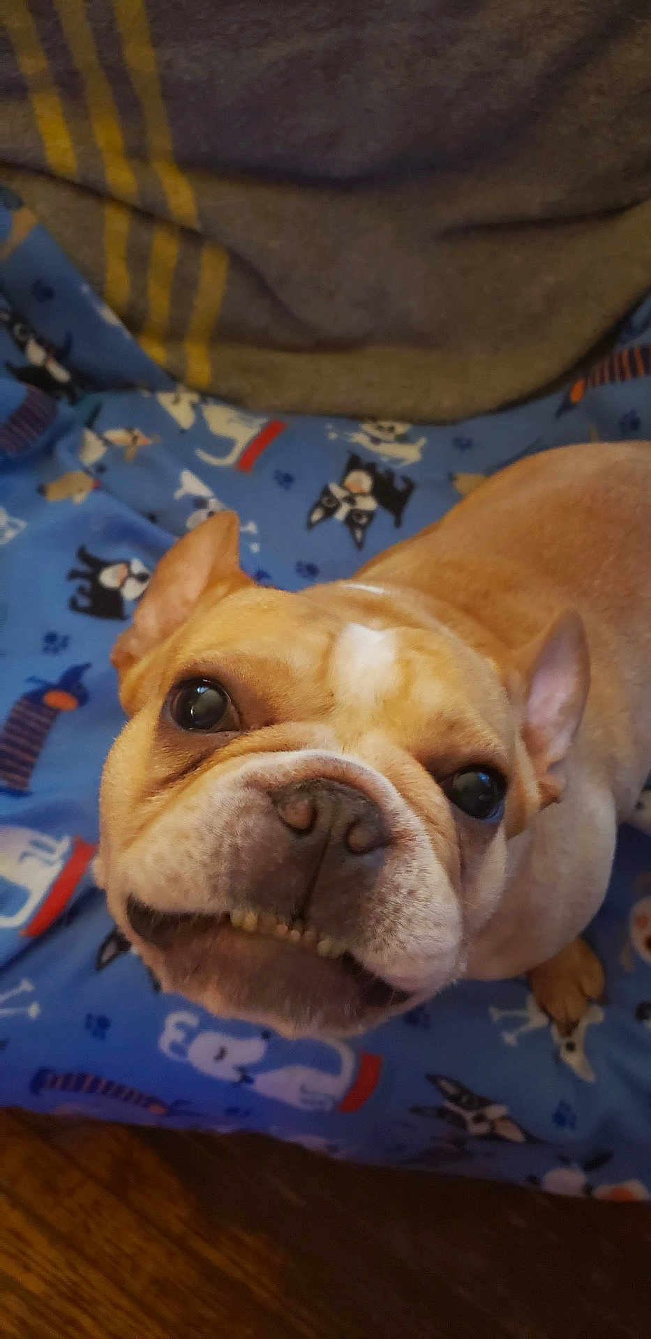 Jonathan is registered to the contest to win money with this photo: dog, french_bulldog, pet, close_up, blanket, blue_blanket, animal, cute, smiling, indoors, canine, face, fur, ears, nose, teeth, expression, looking_up, companion, domestic_animal