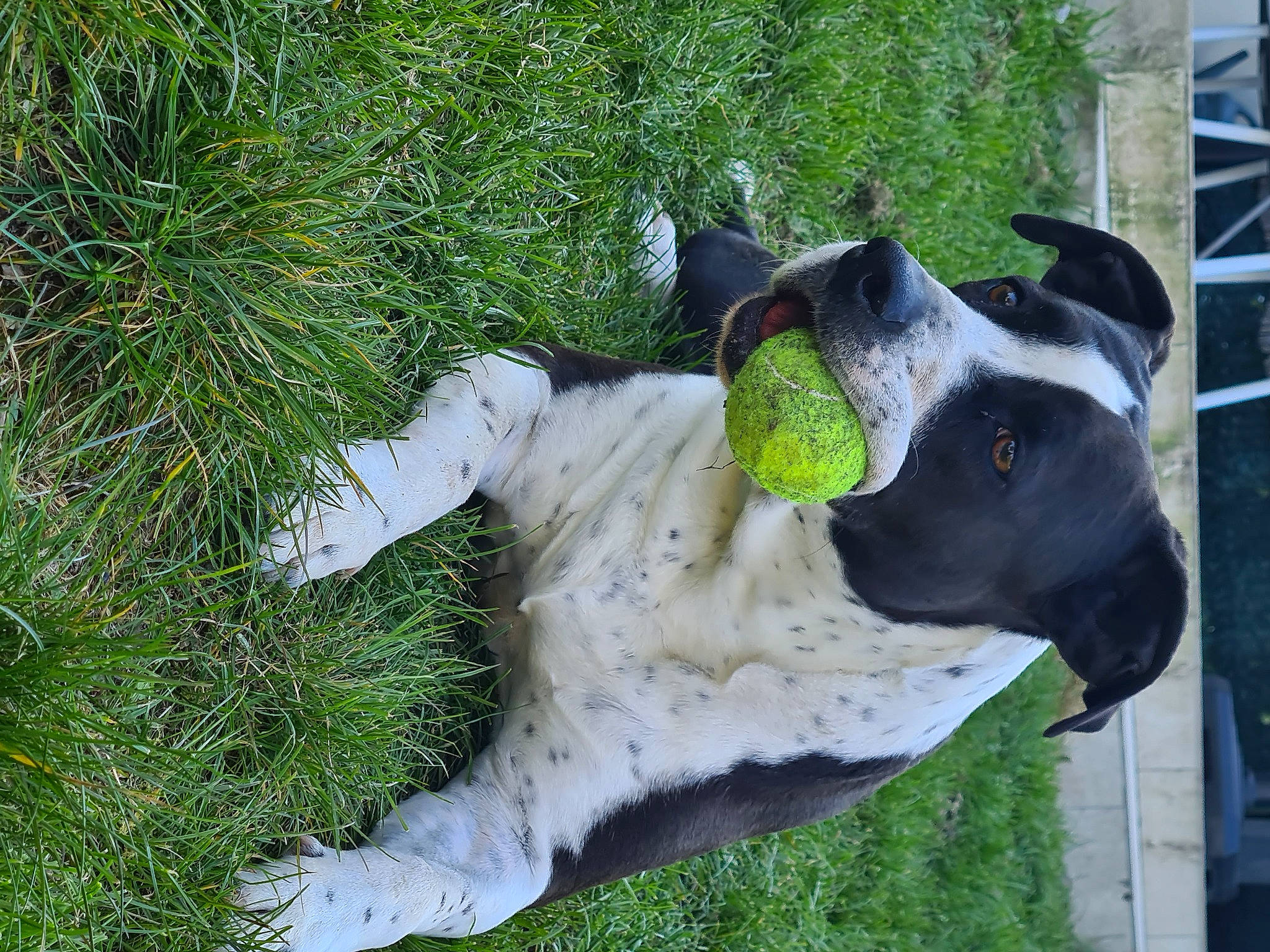 Lena a rejoint le concours — aidez-le/la à gagner de superbes lots ! art, ball, canidae, carnivore, collar, companion_dog, dog, dog_breed, dog_collar, fawn, grass, guard_dog, plant, sculpture, snout, sporting_group, tail, terrestrial_animal, working_animal, working_dog