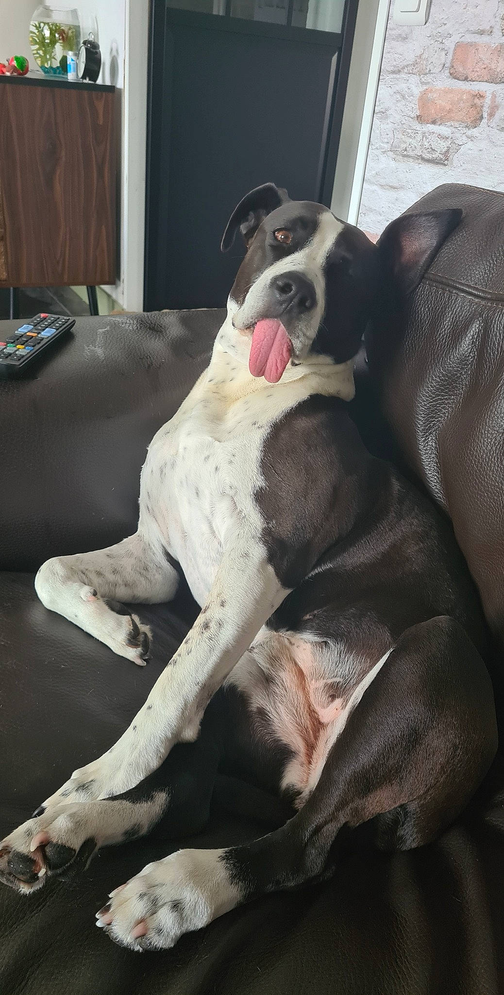 Lena a rejoint le concours — aidez-le/la à gagner de superbes lots ! boston_terrier, canidae, carnivore, collar, comfort, companion_dog, couch, dog, dog_breed, dog_collar, fawn, fur, linens, paw, pointer, snout, sporting_group, tail, whiskers, working_animal