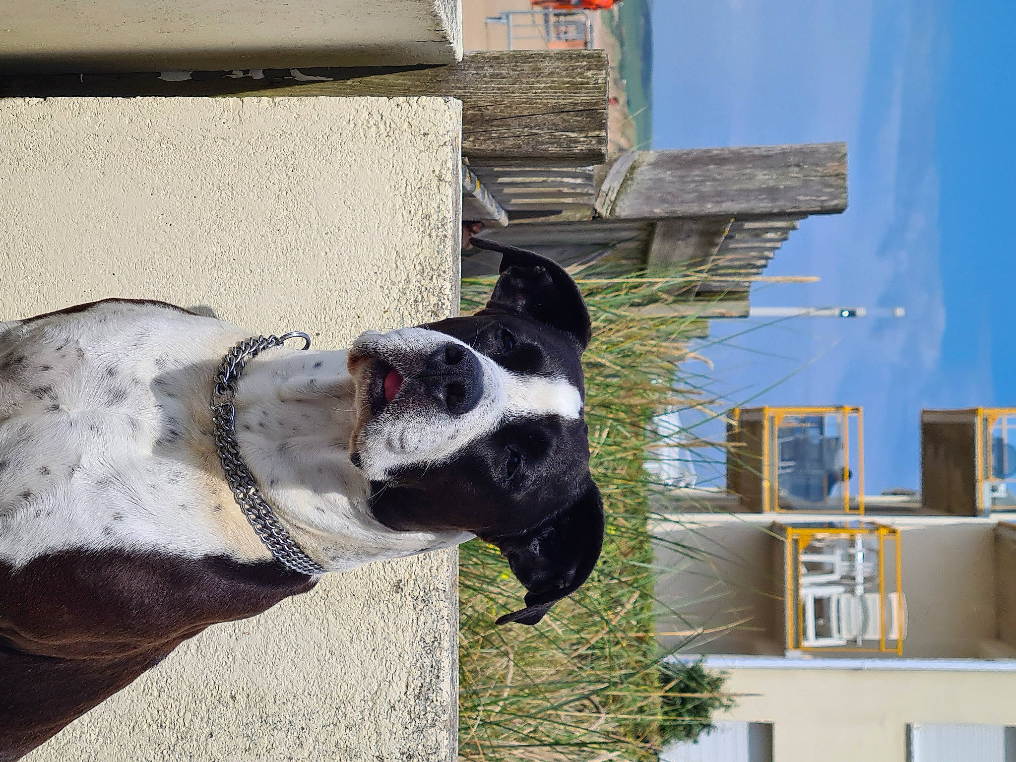 Lena participe au concours pour gagner de l'argent avec cette photo : art, building, carnivore, collar, companion_dog, dog, dog_breed, dog_collar, eyewear, facade, fawn, fur, house, pet_supply, sky, snout, sporting_group, urban_design, window, working_animal