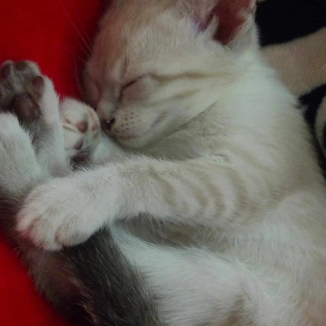 Hondo is registered to the contest to win money with this photo: asian, burmilla, carnivore, cat, claw, colorpoint_shorthair, felidae, fur, javanese, khao_manee, kitten, mammal, nap, small_to_medium_sized_cats, tail, turkish_angora, turkish_van, vertebrate, whiskers