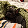 dog, french_bulldog, puppy, blanket, bed, indoor, cozy, sleepy, fur, pet, resting, snuggled, green_blanket, striped_blanket, soft_texture, cute, animal, domestic, companion, relaxed