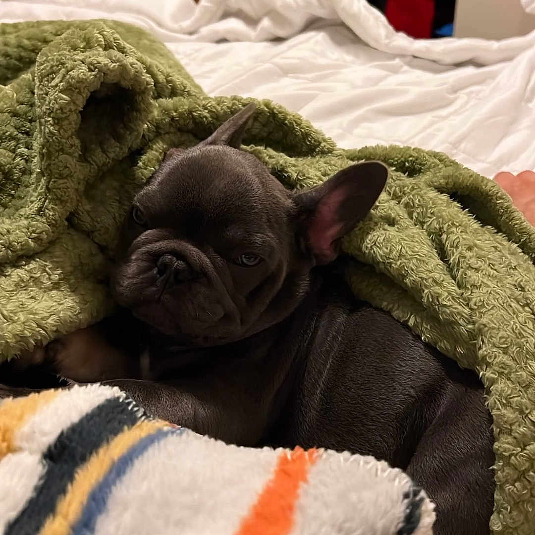 Bruno joined the competition — help win amazing prizes! dog, french_bulldog, puppy, blanket, bed, indoor, cozy, sleepy, fur, pet, resting, snuggled, green_blanket, striped_blanket, soft_texture, cute, animal, domestic, companion, relaxed