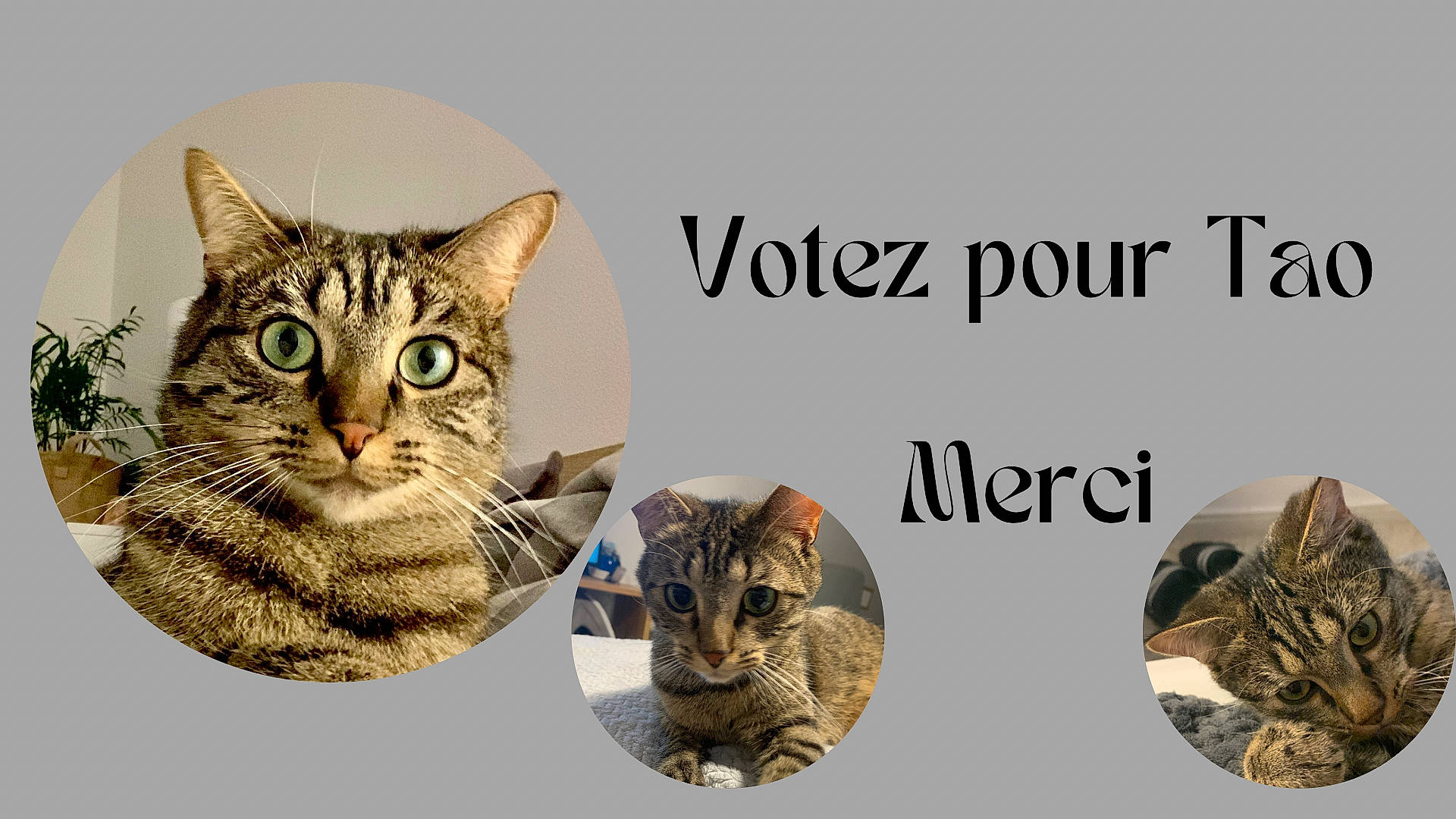 Tao participe au concours pour gagner de l'argent avec cette photo : carnivore, cat, cat_supply, domestic_short_haired_cat, fashion_accessory, felidae, font, fur, internet_meme, metal, musical_instrument, organism, paw, photo_caption, small_to_medium_sized_cats, snout, terrestrial_animal, whiskers, wildlife