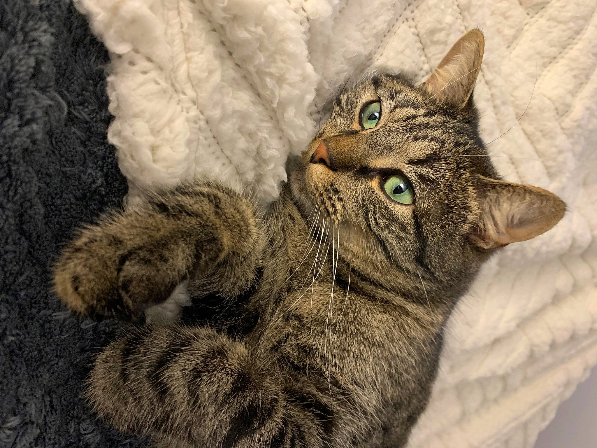 Tao participe au concours pour gagner de l'argent avec cette photo : carnivore, cat, claw, close_up, domestic_short_haired_cat, eye, felidae, fur, paw, small_to_medium_sized_cats, snout, tail, terrestrial_animal, tree, whiskers, wildlife, window