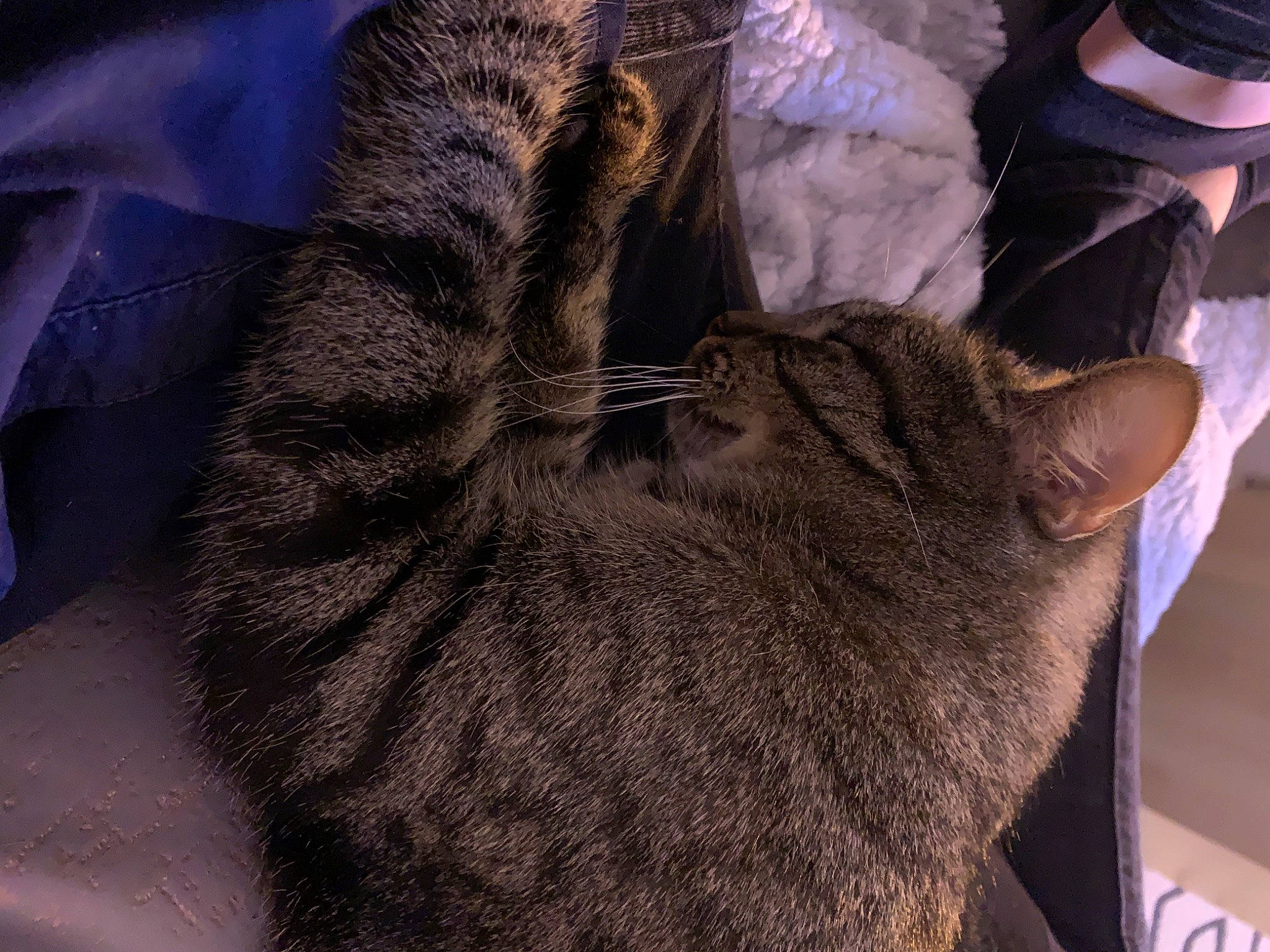 Tao a rejoint le concours — aidez-le/la à gagner de superbes lots ! carnivore, cat, claw, comfort, domestic_short_haired_cat, felidae, fur, grey, human_leg, liver, nap, natural_material, paw, small_to_medium_sized_cats, snout, sporting_group, tail, terrestrial_animal, whiskers