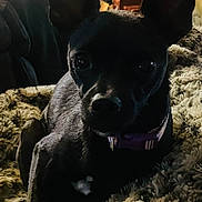 Trixie joined the competition — help win amazing prizes! animal, black_dog, blanket, closeup, collar, companion, cozy, cute, dim_light, dog, ears, fur, household_items, indoor, looking, lying_down, pet, portrait, relaxed, soft_texture