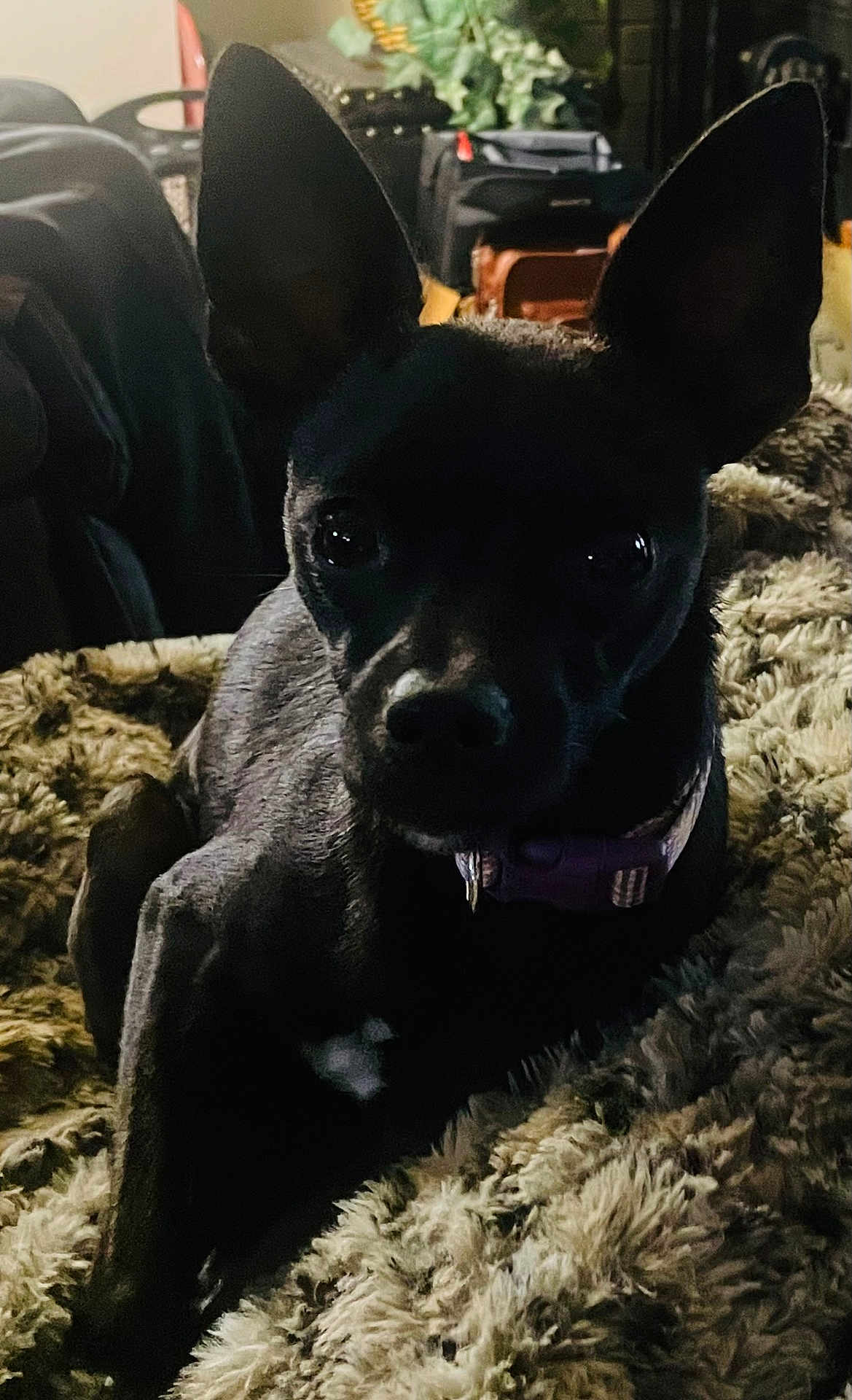 Trixie