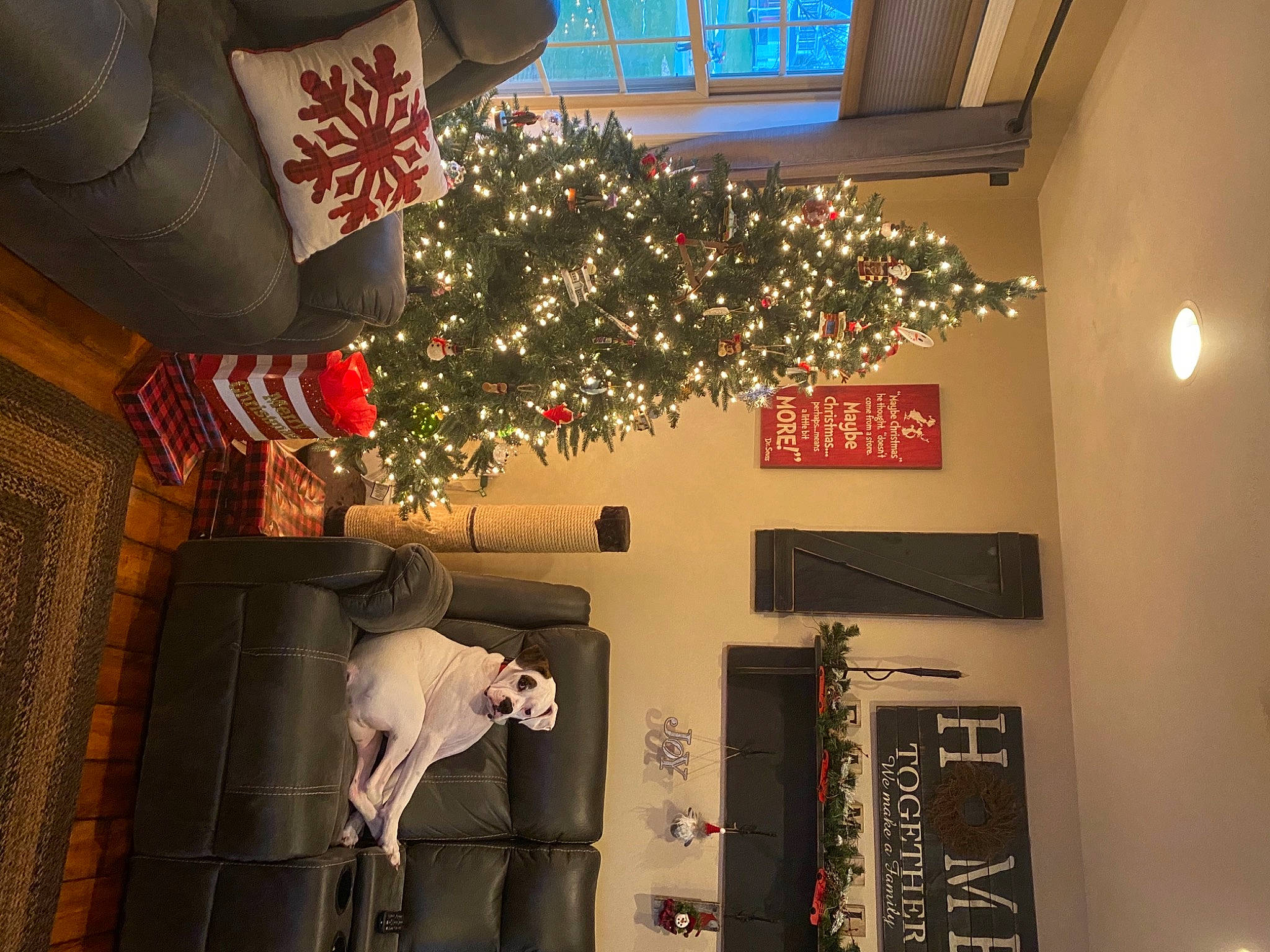 Titus joined the competition — help win amazing prizes! carmine, carnivore, christmas, christmas_decoration, christmas_eve, christmas_lights, christmas_ornament, christmas_tree, conifer, decoration, holiday, holiday_ornament, home, interior_design, light_fixture, lighting, ornament, pine_family, sporting_group
