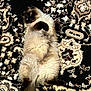 animal, carpet, cat, curious_eyes, cute, dark_face, dark_paws, domestic_cat, fluffy, furry, indoor, lying_down, mammal, patterned_carpet, pet, relaxed, resting, soft_fur, tail, whiskers