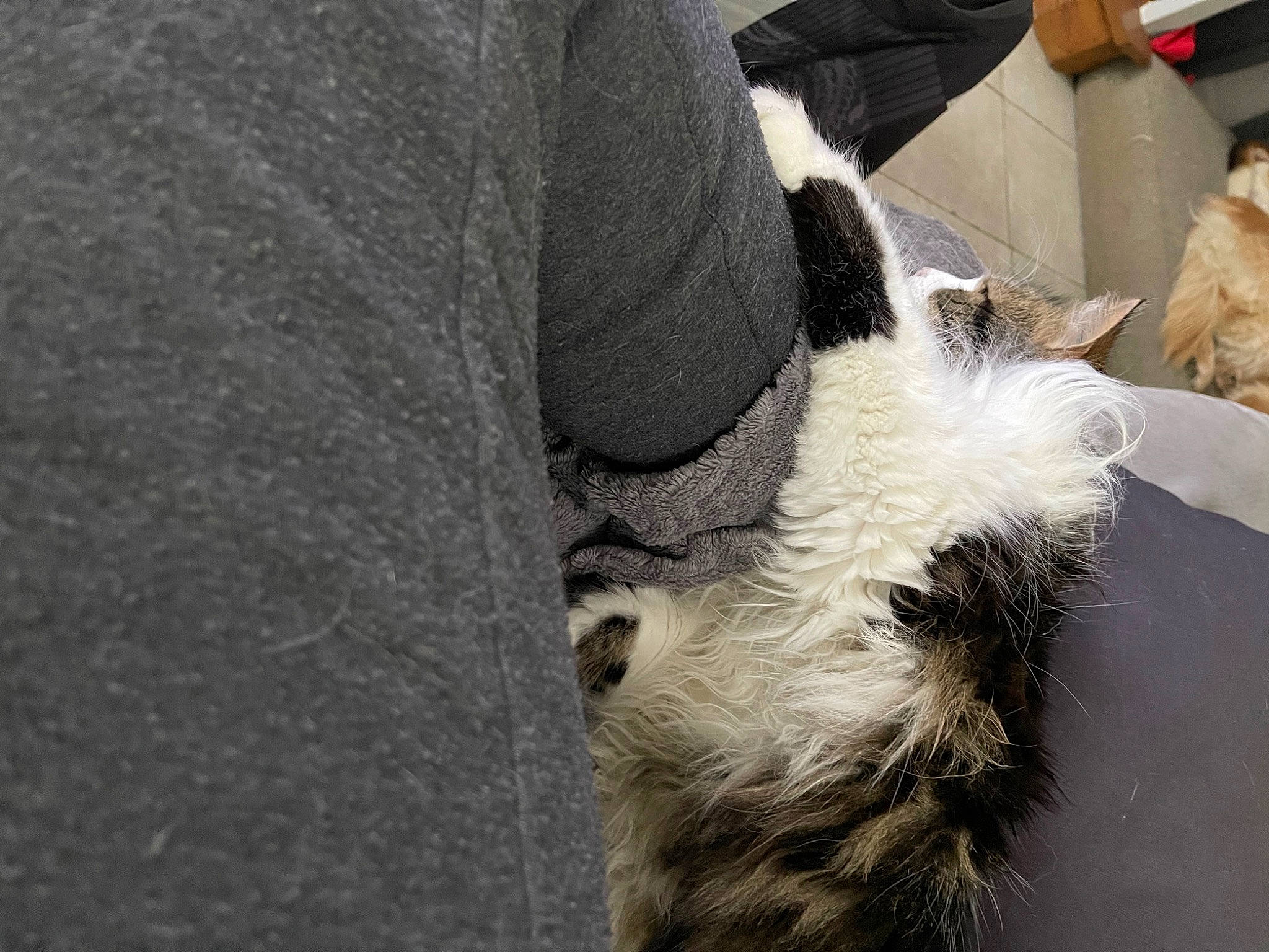 Oups participe au concours pour gagner de l'argent avec cette photo : bovine, canidae, claw, companion_dog, cow_goat_family, dog_breed, fawn, felidae, fur, human_leg, livestock, non_sporting_group, sheep, sporting_group, tail, terrestrial_animal, whiskers, wool, working_animal