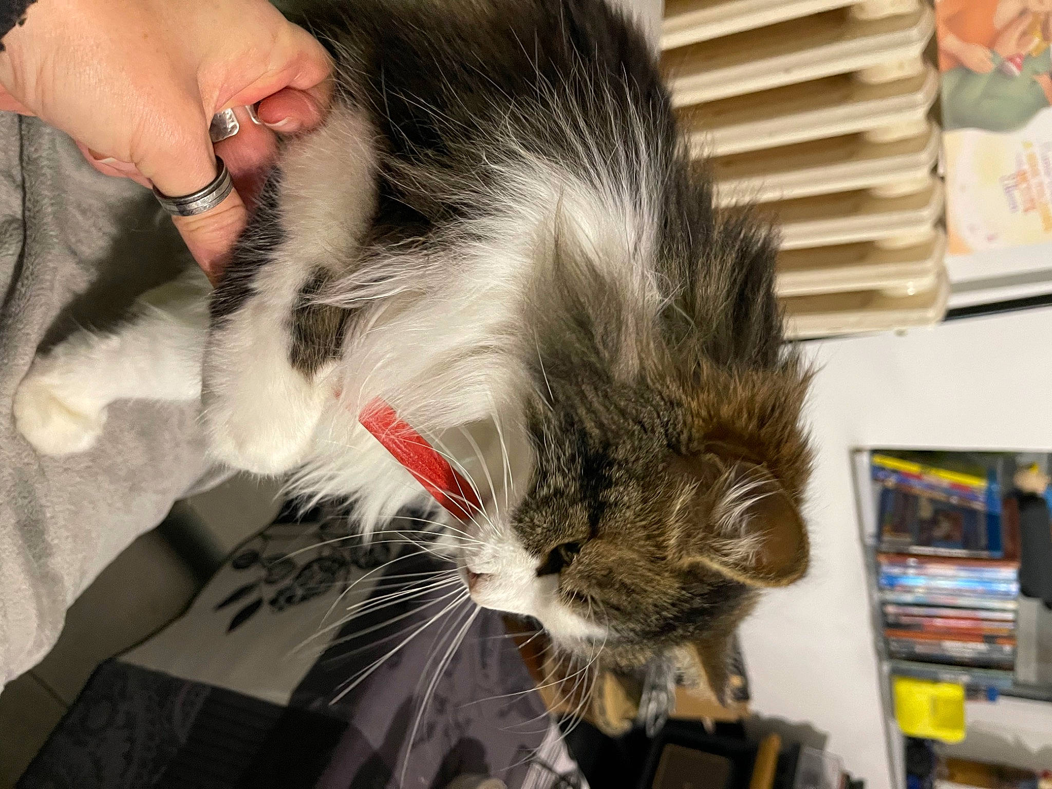 Oups participe au concours pour gagner de l'argent avec cette photo : carnivore, cat, claw, comfort, companion_dog, devon_rex, domestic_short_haired_cat, felidae, fur, lap, nail, paw, small_to_medium_sized_cats, snout, tail, whiskers