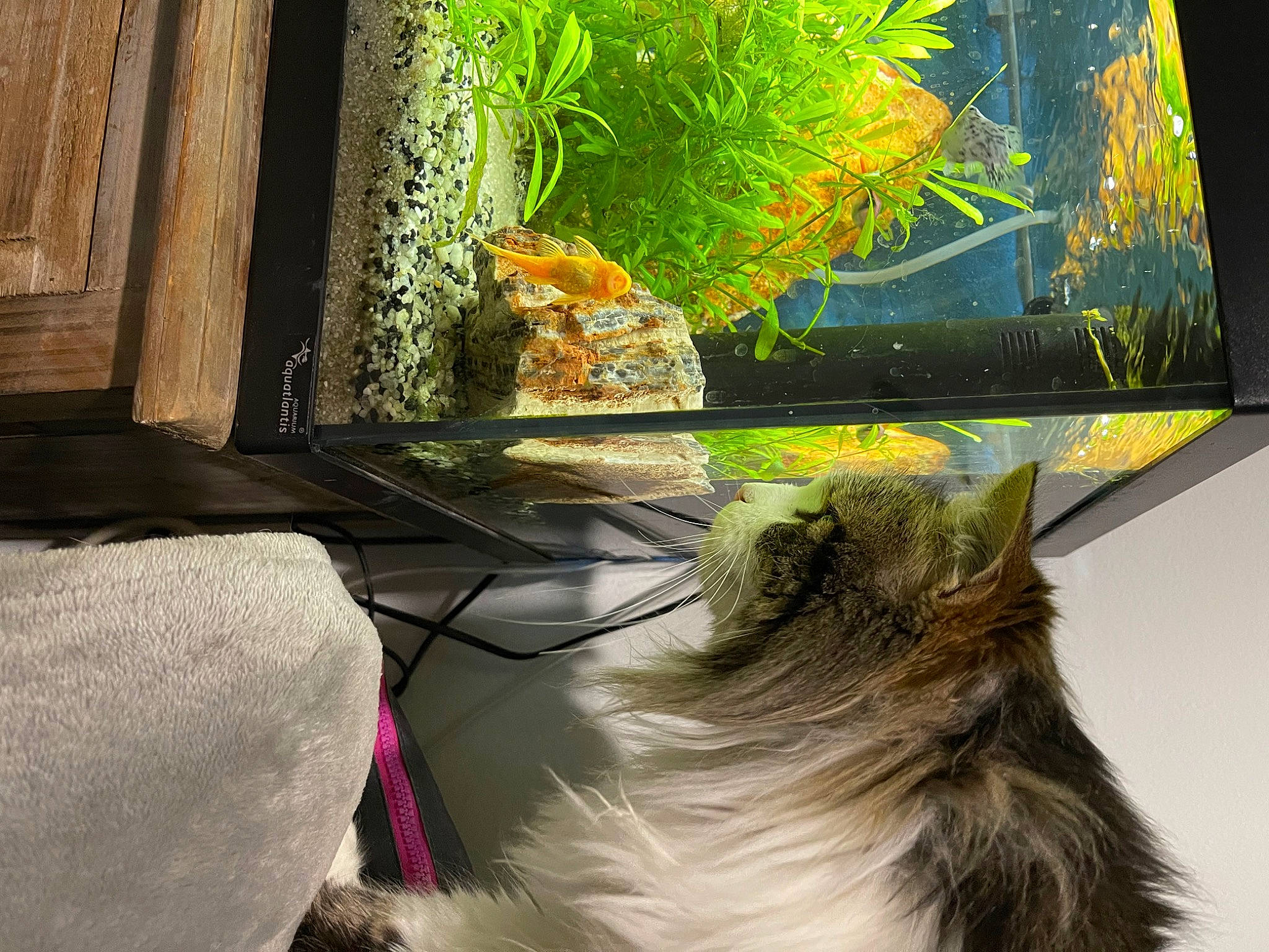 Oups participe au concours pour gagner de l'argent avec cette photo : art, carnivore, cat, electronic_device, fawn, felidae, fur, glass, grass, paint, painting, plant, room, small_to_medium_sized_cats, tail, tints_and_shades, trunk, visual_arts, whiskers, wood