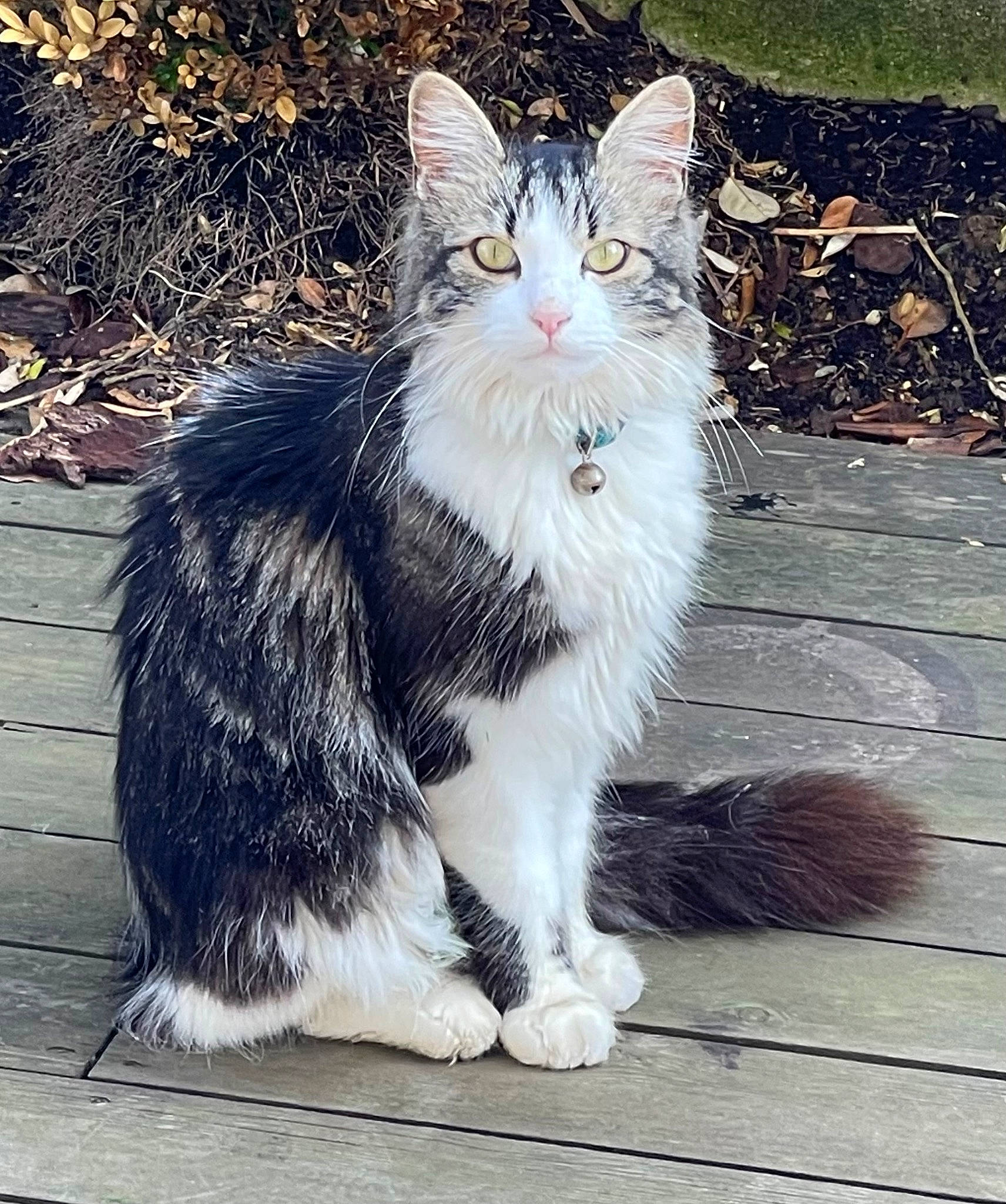 Oups participe au concours pour gagner de l'argent avec cette photo : carnivore, cat, claw, domestic_short_haired_cat, eye, felidae, foot, fur, grass, happy, human_body, lap, paw, plant, sitting, small_to_medium_sized_cats, snout, tail, terrestrial_animal, whiskers