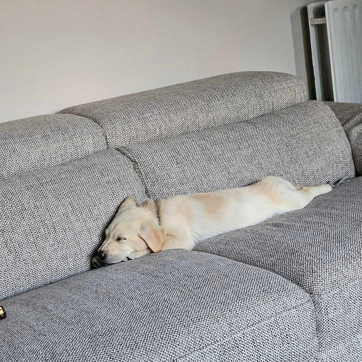 Milo is registered to the contest to win money with this photo: animal, canine, comfort, couch, cozy, dog, domestic_animal, fabric, furniture, home, indoor, light_fur, nap, peaceful, pet, puppy, relaxation, resting, sleeping, texture