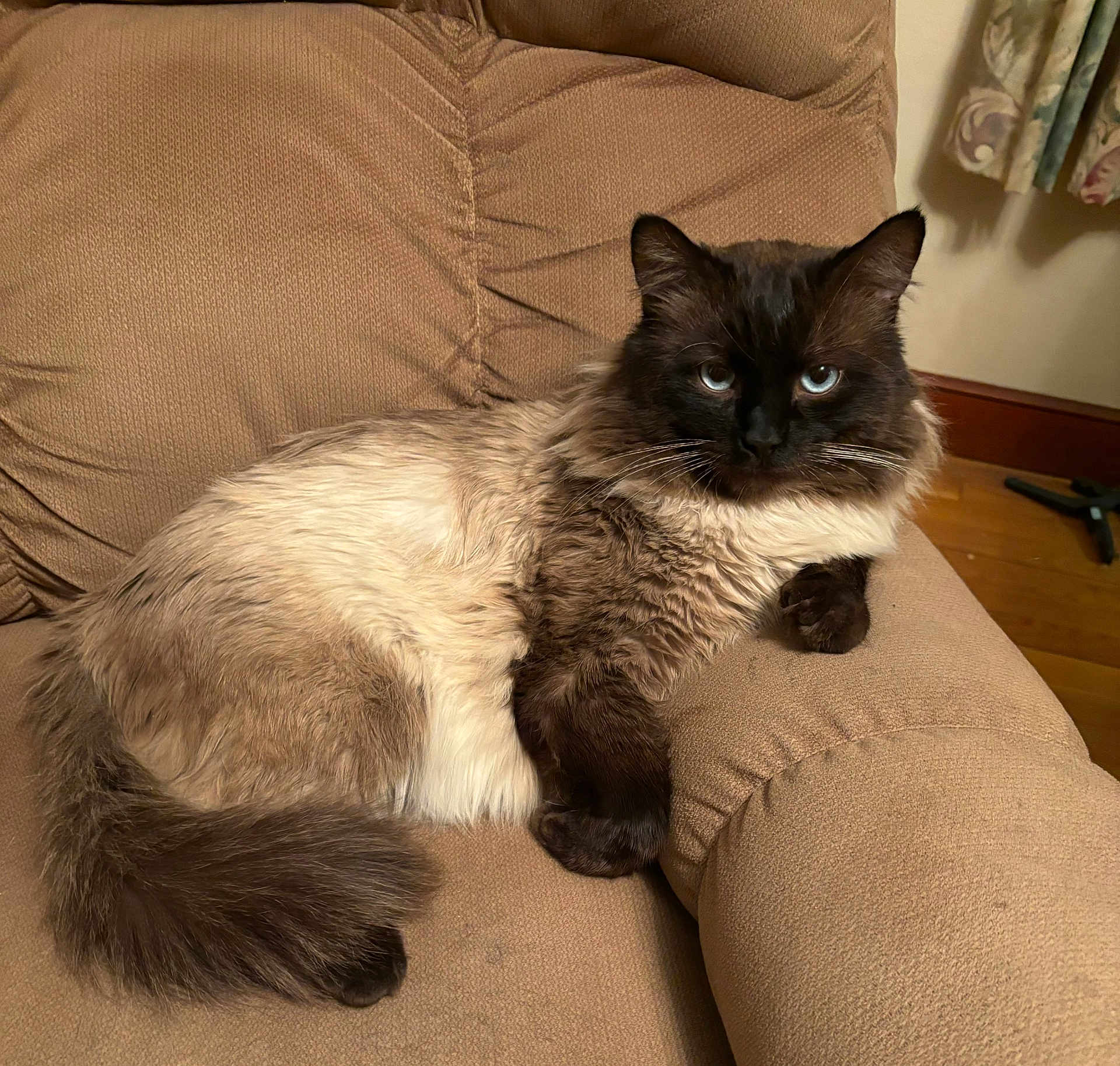 Siam joined the competition — help win amazing prizes! cat, fluffy, indoor, armchair, beige, furniture, pet, animal, relaxed, blue_eyes, fur, portrait, mammal, cute, resting, domestic_cat, feline, cozy, living_room, curtains