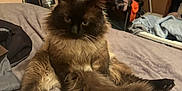 Siam joined the competition — help win amazing prizes! cat, fluffy, bed, indoor, relaxed, furniture, clothing, window, air_conditioner, blanket, tail, fur, pet, domestic_animal, cozy, household, room, curious, sitting, cute