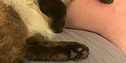 Siam joined the competition — help win amazing prizes! animal, black, brown, cat, closeup, companion, cozy, domestic, fur, furry, human_leg, indoor, mammal, paw, pet, relaxed, resting, soft_surface, whiskers, white