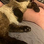Siam joined the competition — help win amazing prizes! cat, animal, pet, furry, relaxed, indoor, closeup, paw, fur, human_leg, resting, cozy, soft_surface, domestic, mammal, whiskers, brown, black, white, companion