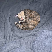 Miko is registered to the contest to win money with this photo: kitten, cat, sleeping, curled_up, gray_blanket, soft_blanket, cozy, indoors, pet, feline, tiny, fluffy, striped_fur, calico, resting, cute, animal, bed, closeup, snuggling