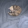 kitten, cat, sleeping, curled_up, gray_blanket, soft_blanket, cozy, indoors, pet, feline, tiny, fluffy, striped_fur, calico, resting, cute, animal, bed, closeup, snuggling