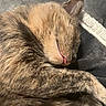 Miko joined the competition — help win amazing prizes! dog, sleeping, sleepy, curled_up, brown_fur, floppy_ear, tongue, close_up, portrait, pet, animal, cozy, blanket, couch, indoors, relaxed, nap, soft_texture, warm_lighting, cute