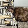Miko is registered to the contest to win money with this photo: cat, sleeping, brown_cat, feline, pet, animal, cushion, pillow, carpet, indoors, home, cozy, resting, lying_down, closed_eyes, fur, whiskers, ears, patterned_fabric, relaxed