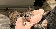 Miko joined the competition — help win amazing prizes! cat, kitten, pet, animal, gray_cat, sitting, lying_down, pink_pillow, flower_pillow, paw, whiskers, ears, tail, couch, floor, indoor, home, play_tunnel, shoes, portrait