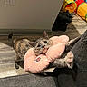 cat, kitten, pet, animal, gray_cat, sitting, lying_down, pink_pillow, flower_pillow, paw, whiskers, ears, tail, couch, floor, indoor, home, play_tunnel, shoes, portrait